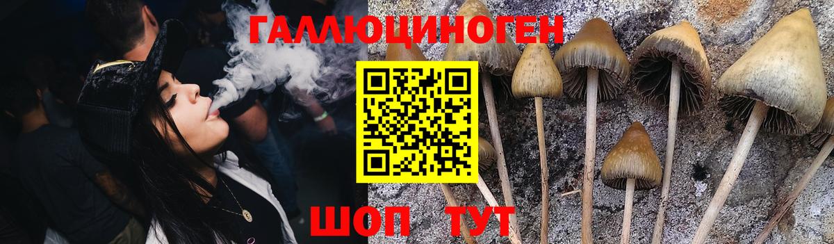 Галлюциногенные грибы Psilocybe Чебаркуль